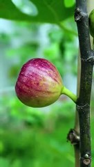 Fig tree propagation with tissue paper by air layering #shorts