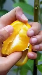 Propagation lemon tree with an Orange - new techniques #air_layering #shorts