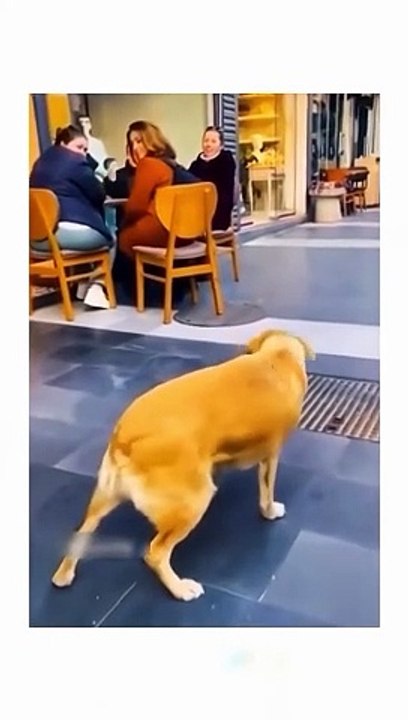 Funny animal videos  #funnyanimals #pet #cat #dog #cute #animals