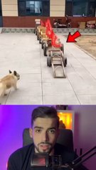 Ces chiens sont incroyable