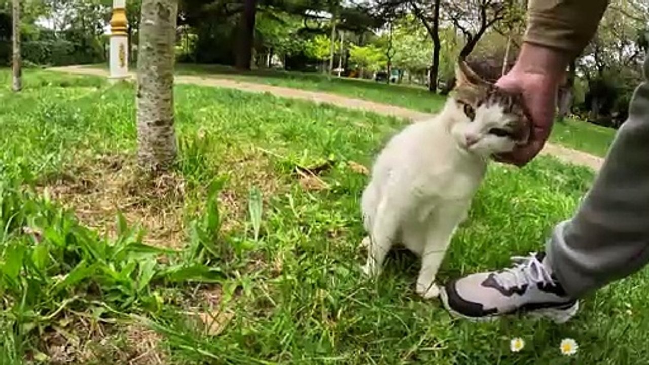 I couldn t visit the stray cat I ve known for 5 years for a week, this is her reaction.