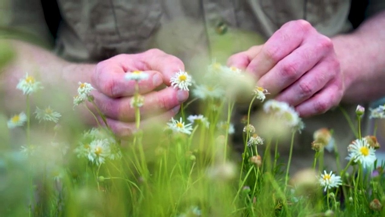 Victoria’s grasslands are disappearing, volunte...