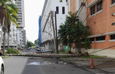 Palmera colapsa sobre tendido eléctrico y dejó sin luz a varios sectores de la ciudad