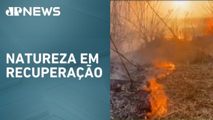 Cerrado renasce após queimadas no Parque Nacional de Brasília