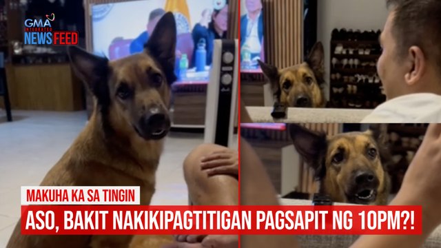 MAKUHA KA SA TINGIN Aso, bakit nakikipagtitigan pagsapit ng 10PM?! | GMA Integrated Newsfeed