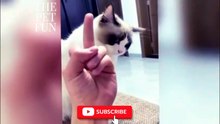 Hilarious Cats Compilation: The Funniest Cat Moments of the Year!