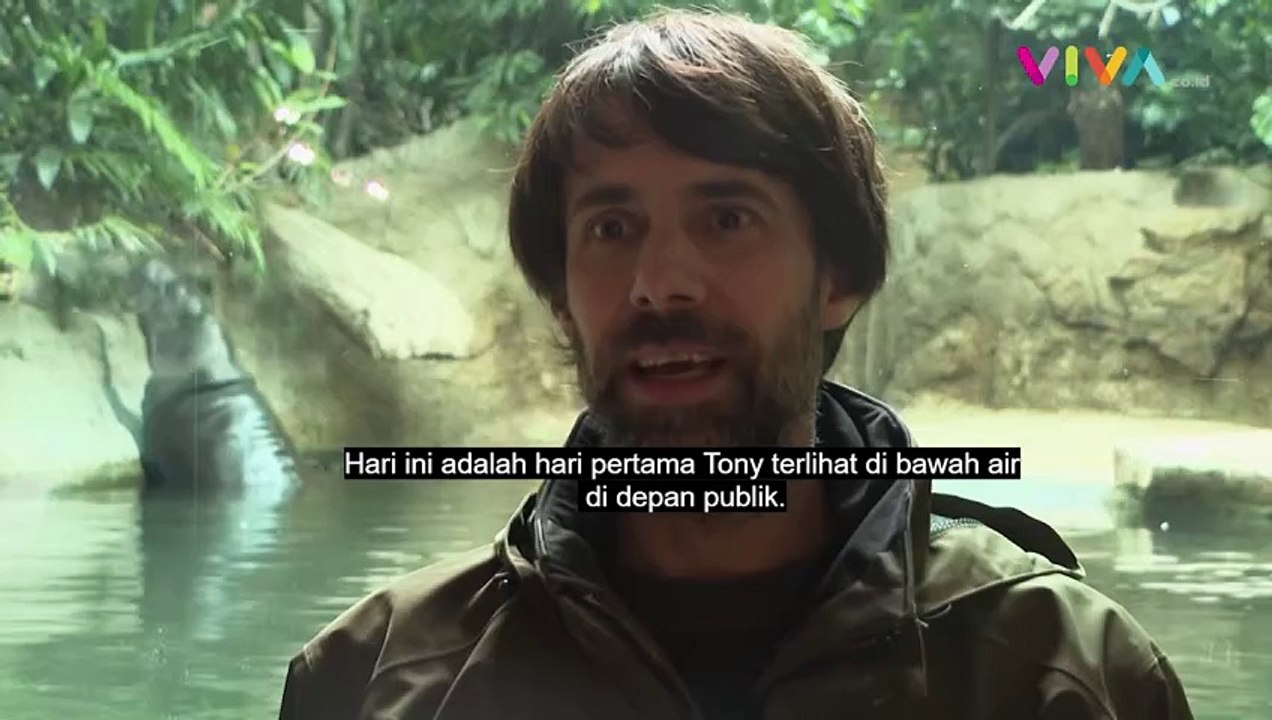 Gemes! Aksi Lucu Kuda Nil Kerdil Berenang di Je...