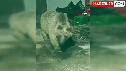 Şantiyeye Giren Ayı Vatandaşlar Tarafından Görüntülendi