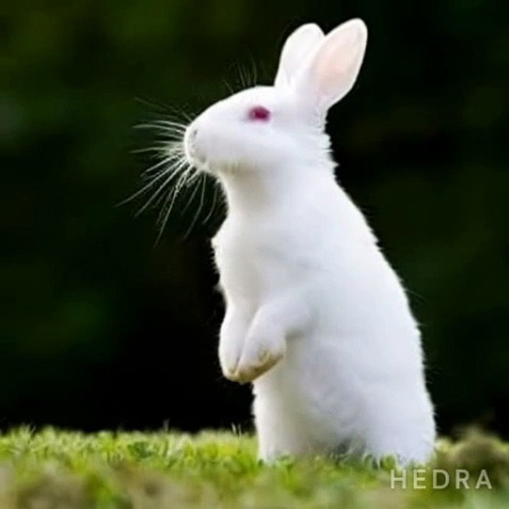 Horror rabbit growing see the end