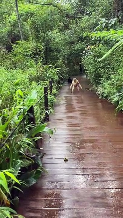 Gibbons couple enjoying rainy weather - cute animals videos