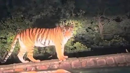 Raisen News: रायसेन में देर रात सड़क के पास नजर आया बाघ, वीडियो आया सामने, वन विभाग अलर्ट पर
