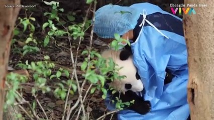 Momen Haru Anak Panda di Chengdu