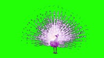 Peacock Dancing | peacock animations