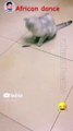 African Dance__#funny #amazing #shorts #trending @Star_14672