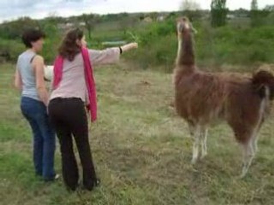 rencontre avec un lama