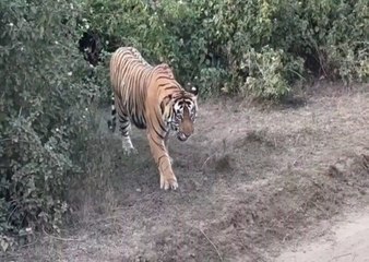 घुर्राता हुआ युवा बाघ पर्यटकों की जिप्सी के आगे से निकला, सहम गए पर्यटक....देखें वीडियो