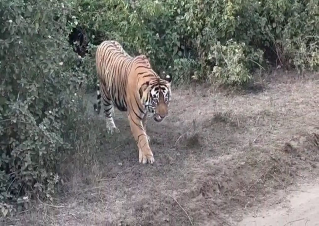 घुर्राता हुआ युवा बाघ पर्यटकों की जिप्सी के आगे से निकला, सहम गए पर्यटक....देखें वीडियो