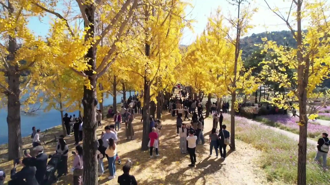 형형색색 국화·황금빛 은행잎...깊어가는 가을 정취 만끽 / YTN