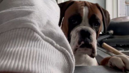 Adorable Boxer pup struggles to wait for her food as owner's playful teasing continues