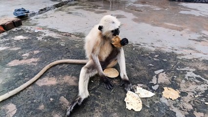 Cute baby monkey is really hungry