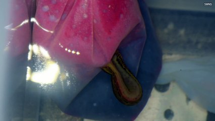 Creepy video shows leeches born in medicinal breeding program