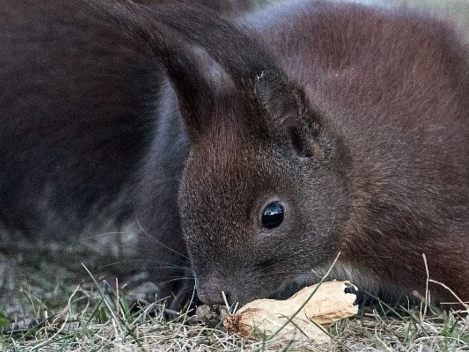 Beliebtes Instagram-Eichhörnchen Peanut ist tot