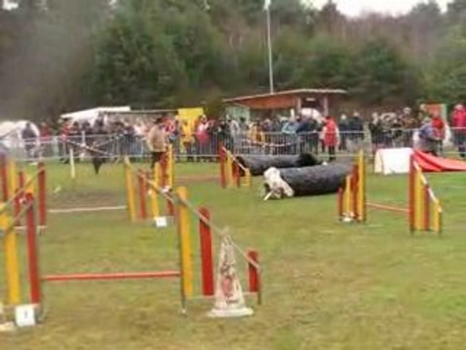 St-avold agility mélanie vixie 2edegres 160308