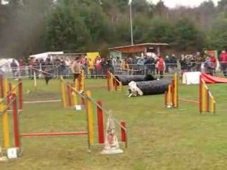 St-avold agility mélanie vixie 2edegres 160308