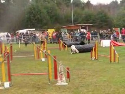 St-avold agility mélanie vixie 2edegres 160308