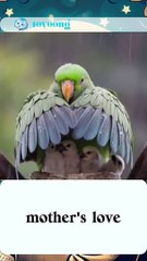 A mother bird's love covers her child #bird #rain