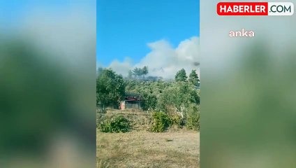 Muğla Menteşe'de Orman Yangını Çıktı