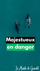 Les baleines sont majestueuses !