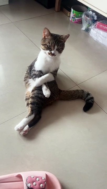 Meowmeow