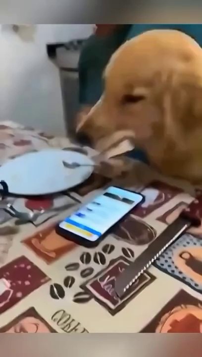 Funny animal videos  #funnyanimals #pet #cat #dog #cute #animals