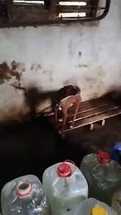 Rescatados 78 perros