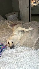 haventhelabrador__#labrador #puppy #labradorretriever #labpuppies #puppytiktok #puppylove #dog #dogvideo #dogviral #dogsviral #viraldog #viraldogs #viralpuppy #viralpuppies @Kelly