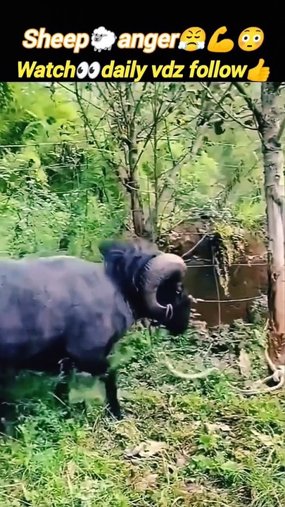 Angrysheep | animal attack | #trending #animals #nature #wild