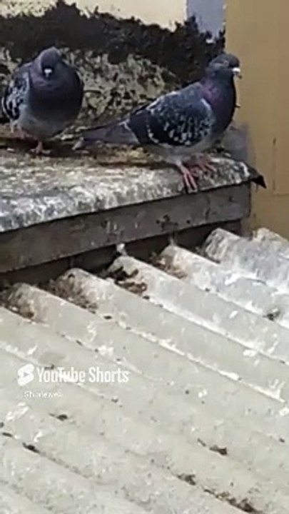 Seres Alados en el techo de la casa #shorts #aves #pajaros #palomas #fauna #animales #mascotas