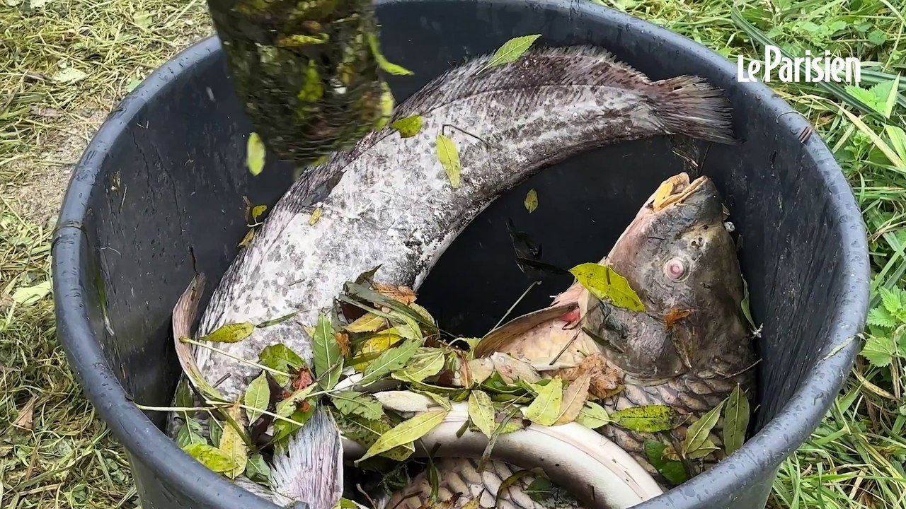 "Nous allons porter plainte" : les écologistes de Nemours veulent la lumière sur la pollution du canal de Loing