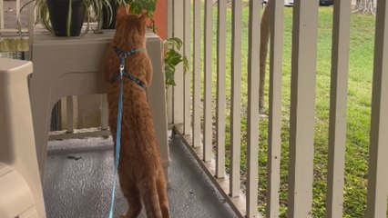 Comical balcony moment as cat barely avoids careless duck's loaded poop delivery