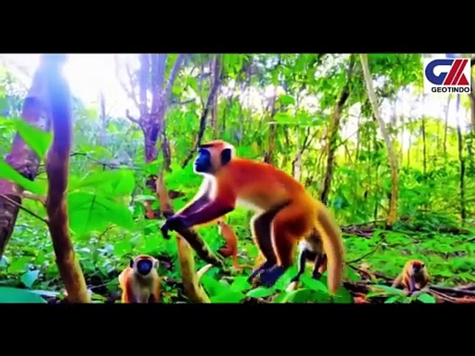 AMAZON RAINFOREST ANIMALS