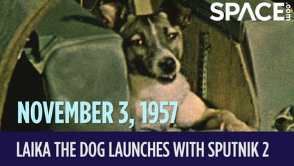 OTD In Space - November. 3: Laika The Dog Launches With Sputnik 2