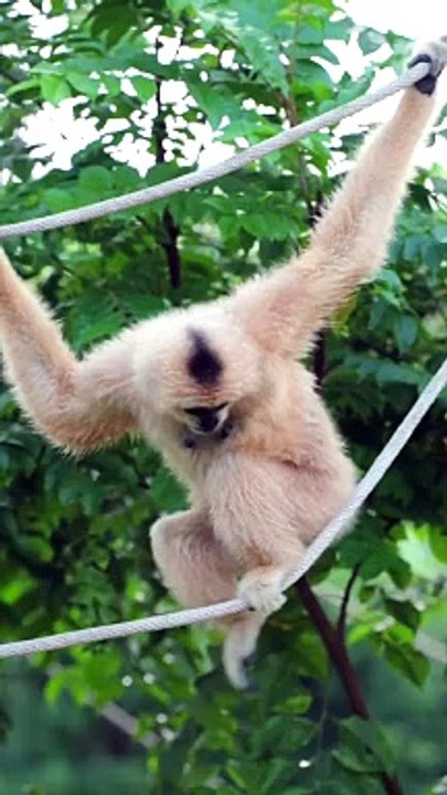 Cute female gibbon fun and joyful moments | Primates Planet