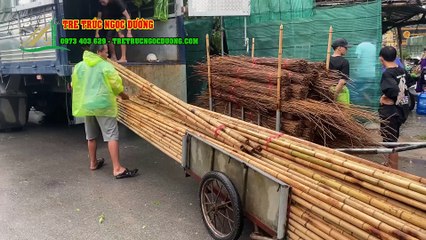 Guide to the Process of Building Beautiful and High-Quality Bamboo Houses with Thatched Roofs by Ngoc Duong Bamboo