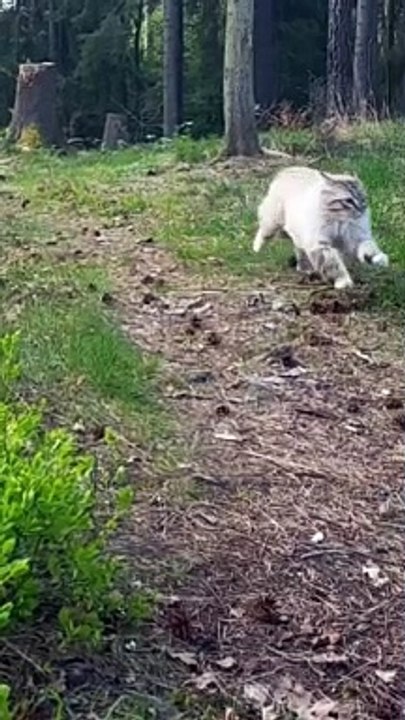 In Hot persuit. Cats. Big Fluffy Fast Tiger Fearless _animal _cat _catsvideo _badass(360P)