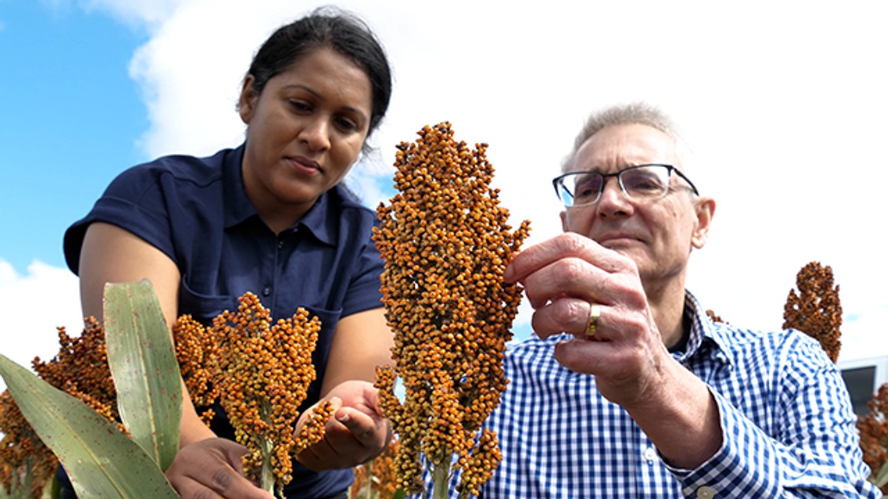 Solving sorghum lodging: how Australian scientists are strengthening crops against drought