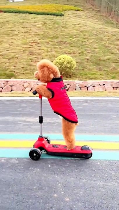 Dog Running Electric Tri Cycle On The Road  Animals Funny