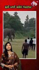 ఫుట్ బాల్ ఆడిన గజరాజు #elephant playing #football #viralvideo | FBTV NEWS