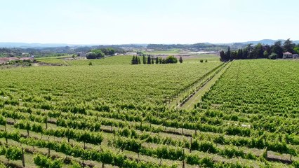 Bridging tech beauty & results for the wine industry|Next Gen Wine Marketing