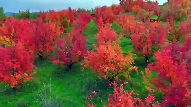 BURSA ’daki meyve bahçeleri, sonbahar renklerine büründü